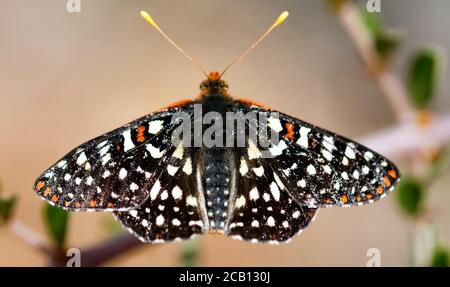 Variable checkerspot butterfly closeup. Stock Photo