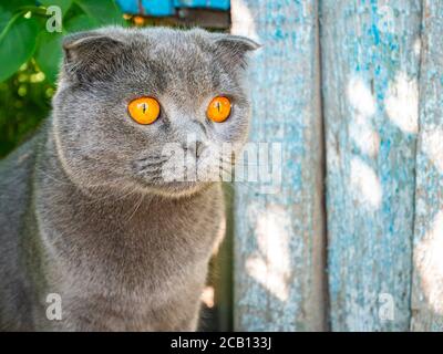 View of a gray fold Scottish cat with orange eyes. Stock Photo