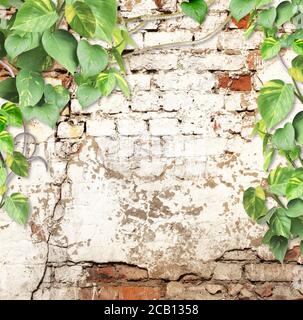 Old brick wall with liana branches and tropical leaves. Exotical background with vintage bricks, plants of jungle and copy space for text. Mock up tem Stock Photo