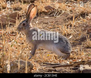 Scrub hare with big ears standing still with stretched ears listening Stock Photo