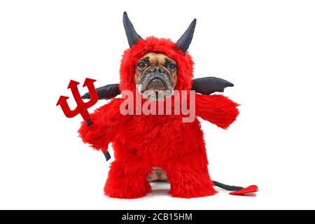 French Buldog dog with red devil Halloween costum wearing a fluffy full body suit with fake arms holding pitchfork, with devil tail, horns and wings Stock Photo