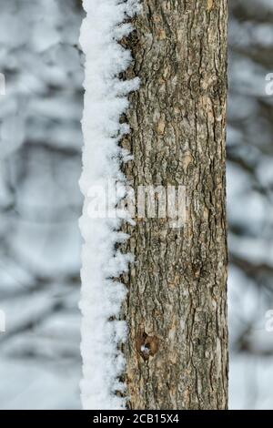 Trunk of the tree is snow on one side. Close-up Stock Photo