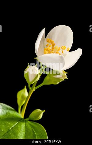 Studio close-up of a half-open flower with five buds of a European pipe bush (lat .: philadelphus coronarius) and two leaves on black background. Stock Photo
