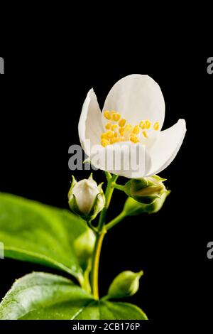 Studio close-up of a semi-open flower with four buds of a European pipe bush (lat.: philadelphus coronarius) and two leaves on a black background. Stock Photo