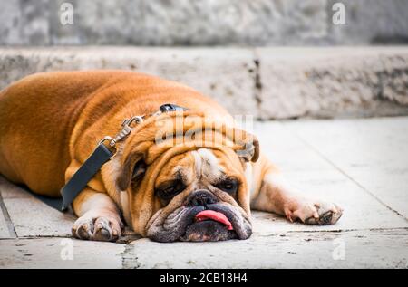Gloomy british bulldog lies with a hanging tongue.