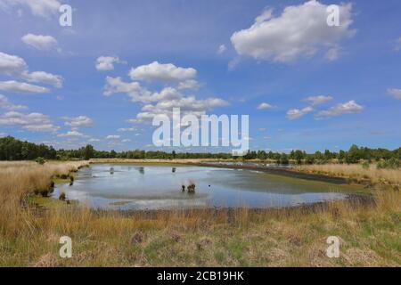 Aschendorfer Obermoor nature reserve, Wildes Moor, former peat cutting areas undergoing renaturation, Emsland, Lower Saxony, Germany Stock Photo