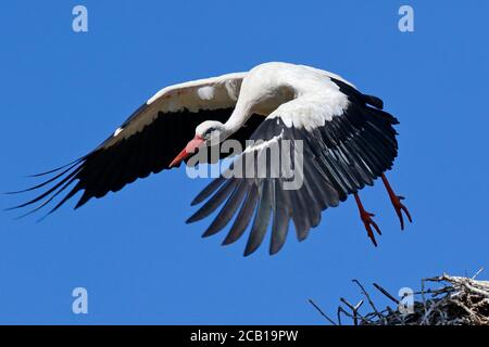 White stork (Ciconia ciconia) flies off the nest, Schleswig-Holstein, Germany Stock Photo