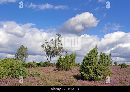 Heath landscape, juniper forest Schmarbeck, juniper (Juniperus communis), Birches (Betula) and Common Heather (Calluna Vulgaris), nature park Park Stock Photo