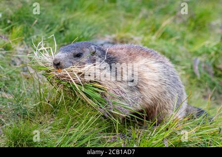 Marmot (Marmota marmota) with nesting material in its mouth, Hohe Tauern National Park, Carinthia, Austria Stock Photo
