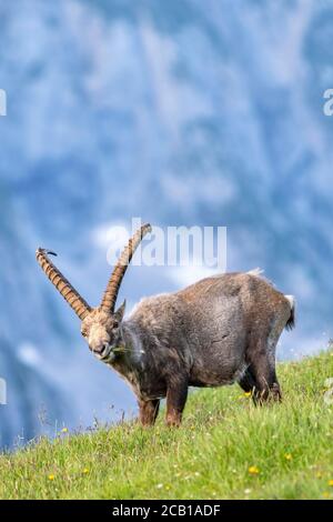 Ibex (Capra ibex), National Park Berchtesgaden, Berchtesgaden, Bavaria, Germany Stock Photo