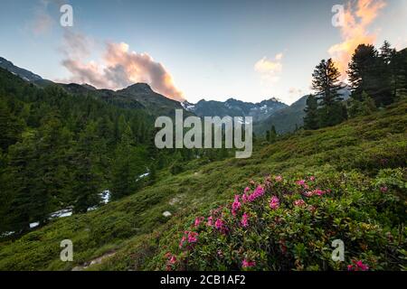 Rusty-leaved alpenrose (Rhododendron ferrugineum), Debanttal, Hohe Tauern National Park, East Tyrol, Tyrol, Austria Stock Photo
