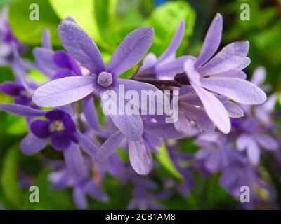 Macro selective focus shot of a plant called Petrea kohautiana or simply Petrea Stock Photo