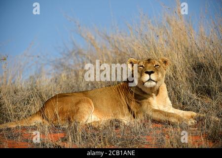 Lioness (Panthera leo) resting on a grassy dune, Kalahari, Namibia Stock Photo