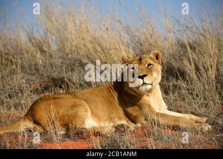 Lioness (Panthera leo) resting on a grassy dune, Kalahari, Namibia Stock Photo