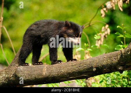 Spectacled bear (Tremarctos ornatus), young captive, balanced over tree trunk, occurrence South America Stock Photo