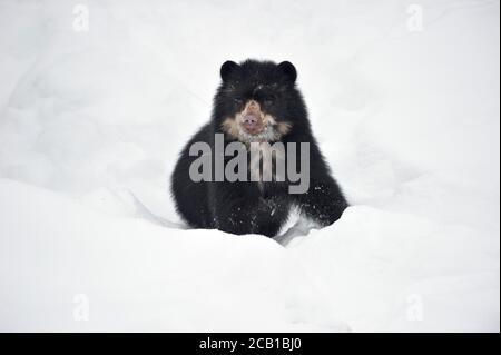 Spectacled bear (Tremarctos ornatus), young animal, captive, in snow, occurrence South America Stock Photo
