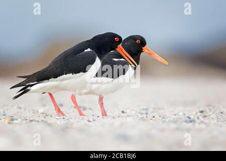 Eurasian oystercatcher (Haematopus ostralegus) Pair at courtship display, offshore island Helgoland, Germany Stock Photo