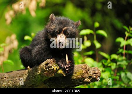 Spectacled bear (Tremarctos ornatus), young captive, sitting on a tree trunk and looking into the camera, occurrence South America Stock Photo