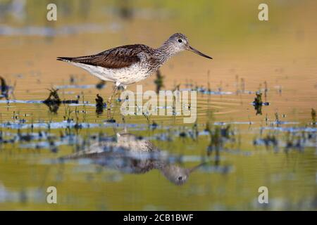 Common Greenshank (Tringa nebularia) during foraging in shallow water of a oxbow arm of the Elbe, autumn migration of the Limikolen, Middle Elbe Stock Photo