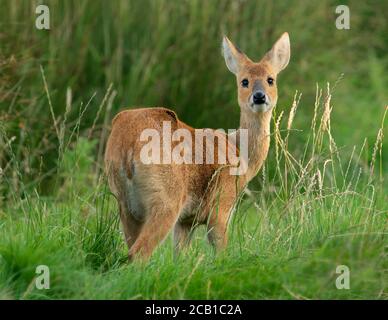 A female Chinese Water Deer (Hydropotes inermis) on Norfolk grasslands Stock Photo