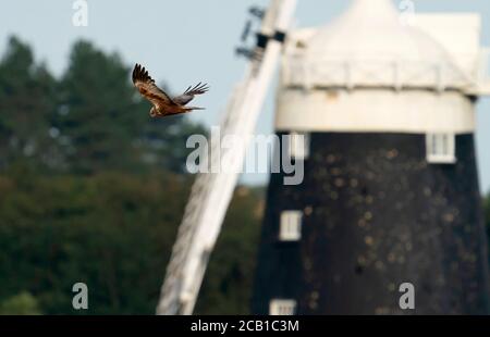A male Marsh Harrier (Circus aeruginosus) flies past Tower Windmill at Burnham Overy Staithe, Norfolk Stock Photo