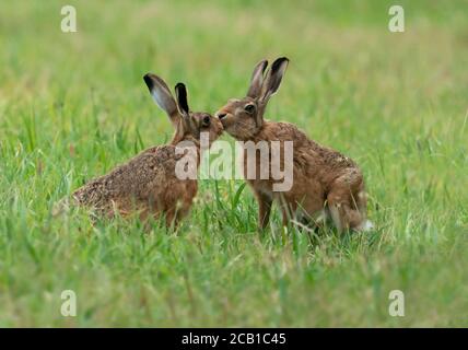 A male & female Brown Hare (Lepus europaeus) greet each other with a tender kiss, Norfolk Stock Photo
