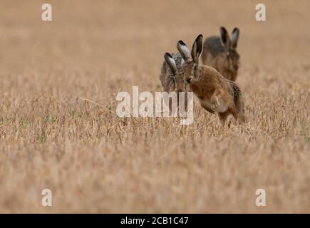 Two Brown Hares (Lepus europaeus) give chase, Norfolk Stock Photo