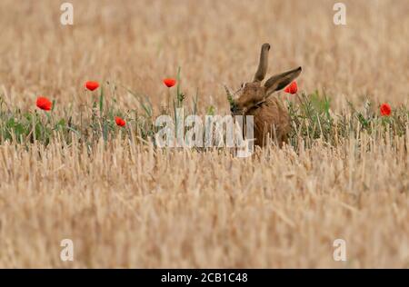 A Brown Hare (Lepus europaeus) sitting in an isolated patch of poppies eating a wheat ear the combine missed, Norfolk Stock Photo