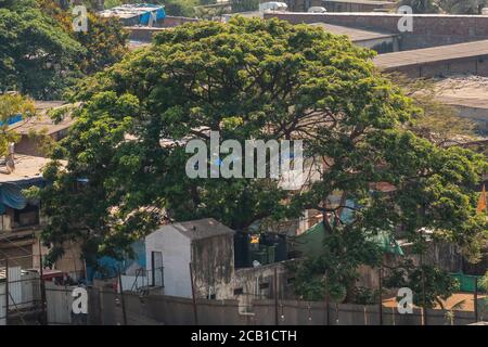 Mumbai, Maharashtra, India - March 2020: A tall green tree towering over slums in suburban Mumbai. Stock Photo