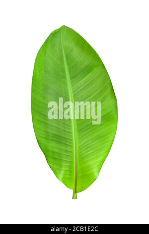 Green banana leaves with unique motifs, isolated on a white background, clipping path included Stock Photo