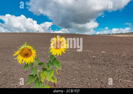 Two vibrant sunflowers with cultivated field and blue sky on the background. Focus on sunflowers. Stock Photo
