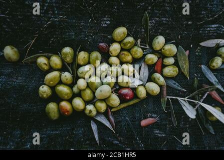 A pile of green olives  freshly collected during the harvesting. Harvested fresh olives. Lesbos. Greece. Stock Photo