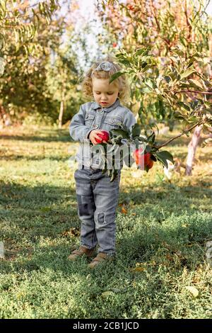 Cute little girl child picking ripe organic red apples in the Apple Orchard in autumn. Healthy nutrition. Harvest Concept, Apple picking. Stock Photo