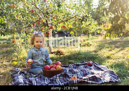 Cute little girl child eating ripe organic red apple in the Apple Orchard with a basket of apples in autumn. Fair curly haired European girl child in Stock Photo