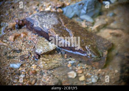 Young toad with beautiful colors, patterns and textures sits partially submerged in water of flowing forest stream, nature background with copy space. Stock Photo
