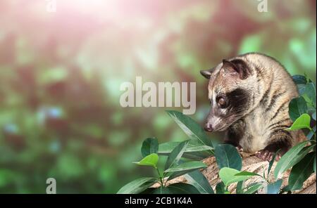 Horizontal sunny nature background with Asian Palm Civet (Civet cat). Produces Kopi luwak. Luwak Coffee is world most expensive coffee. Copy space for Stock Photo