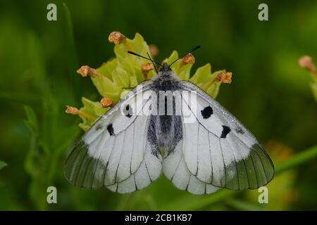 Clouded Apollo (Parnassius mnemosyne). Photo is taken in one of the few remaining sites for this species in Sweden. Stock Photo