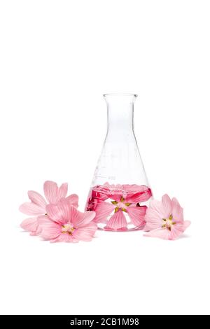 Production of natural flower cosmetics, petal extract in a chemical bottle. Essential oil from fresh herbs Stock Photo