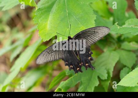 Spangle (Papilio protenor), Isehara City, Kanagawa Prefecture, Japan Stock Photo