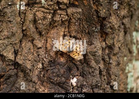 Asian comma (Polygonia c-aureum), feeding sap of Kunugi (sawtooth oak), Isehara City, Kanagawa Prefecture, Japan Stock Photo