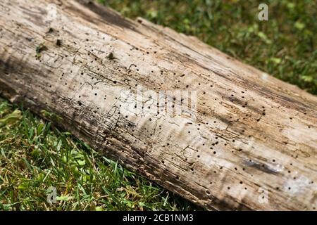 Wooden beam in the grass full of small holes, affected by woodworm Stock Photo