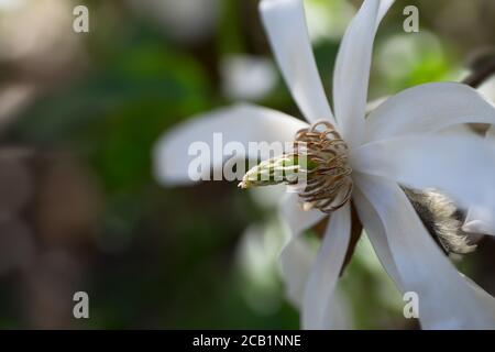 White Magnolia Flower, focus on the stamen and the bud behind the petal at the bottom right. Blurred background Stock Photo