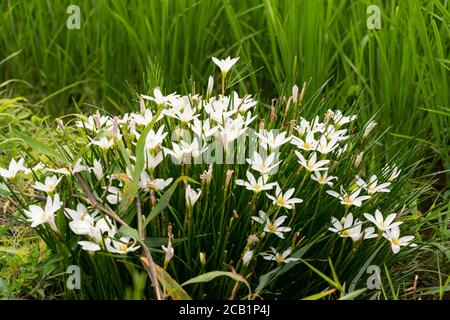 Zephyranthes candida, Isehara City, Kanagawa Prefecture, Japan Stock Photo