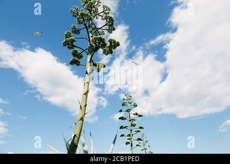 A fluffy crown of a blooming agave against the background of a blue sky, clouds and two flying birds. Stock Photo
