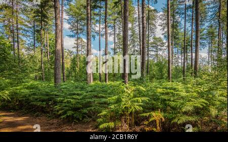 Pine tree and fern forest summer landscape.