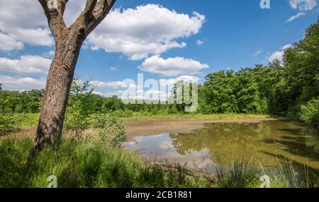 Tree trunk and lake at the forest in summer. Stock Photo