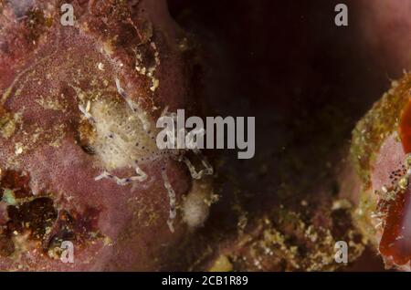 Sea Spider, Endeis flaccida, Endeidae, Anilao, Batangas, Philippines, Philippine Sea, Indo-pacific Ocean, Asia Stock Photo