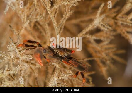 Black Coral Crab, Quadrella maculosa, Trapeziidae, Anilao, Batangas, Philippines, Philippine Sea, Indo-pacific Ocean, Asia Stock Photo