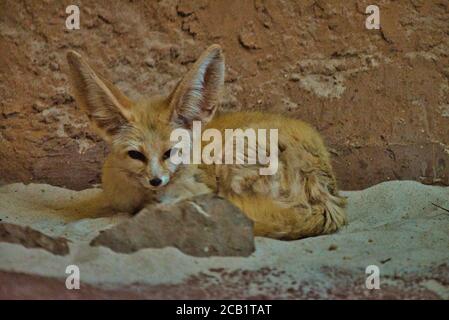 Desert fox rests at lunchtime Stock Photo