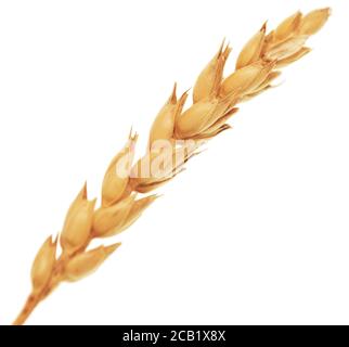 Wheat ear isolated on white background Stock Photo